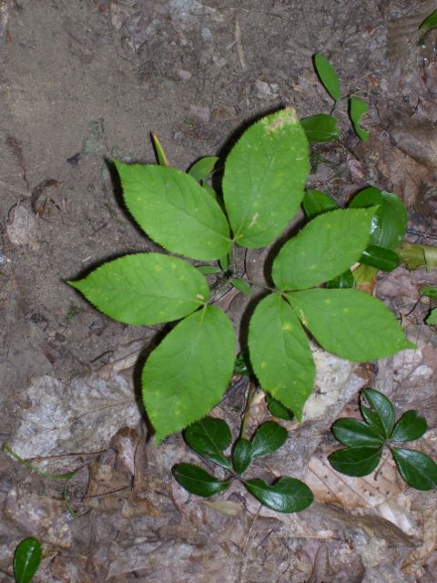 plantes 069 (480x640).jpg