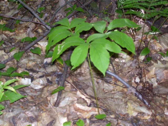 plantes 070 (640x480).jpg