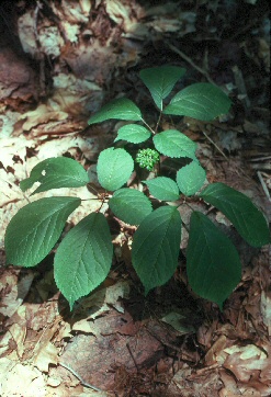 plantes (247x362).jpg