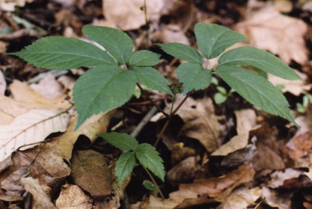 plante 3 (640x428).jpg