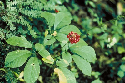 panax_quinquefolius.jpg