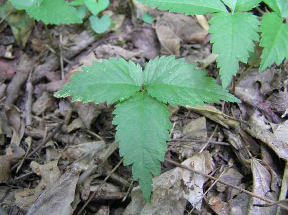 Panax-quinquefolius-Ginseng.jpg