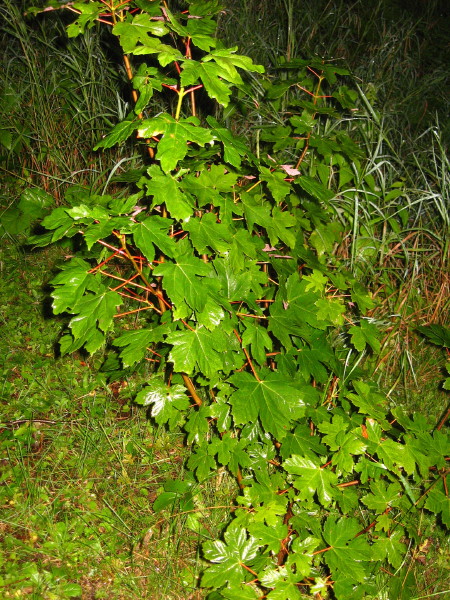 IMG_9413_4_1.JPG