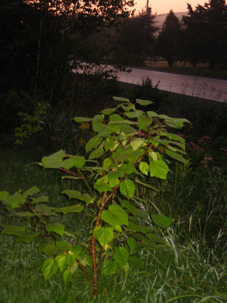 IMG_9421_11_1.JPG