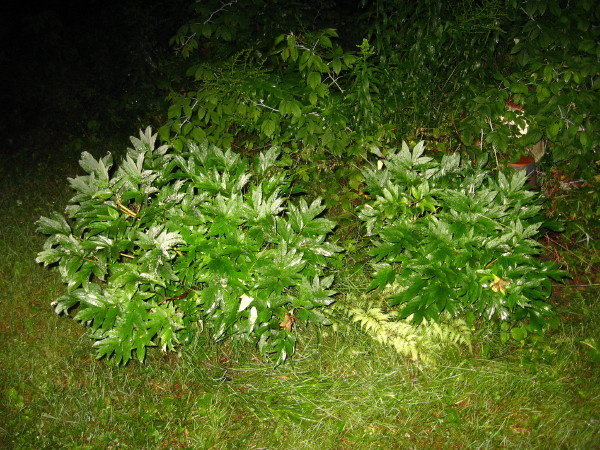 IMG_9425_15_1.JPG