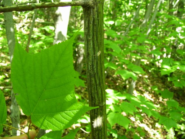 arbre 019 (640x480).jpg