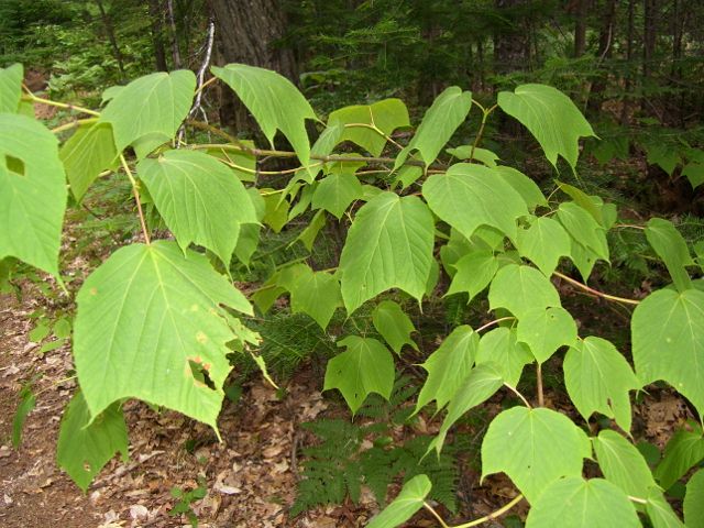 plantes 065 (640x480).jpg