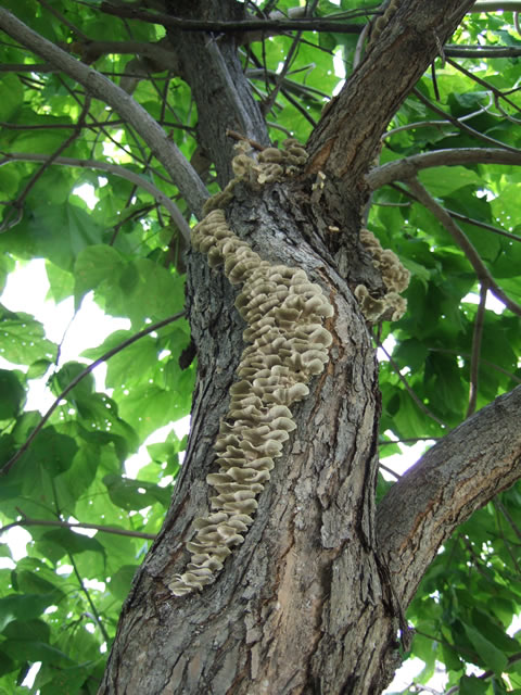 champignons.jpg