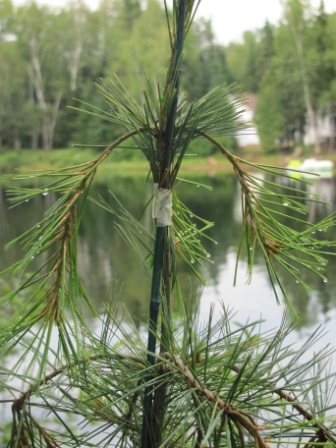 IMG_0100_vPW.jpg