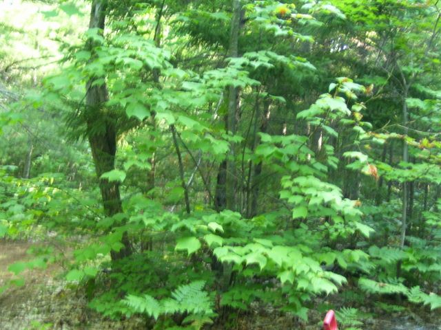 2011-08-13 002 (640x480).jpg