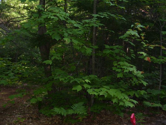 2011-08-13 005 (640x480).jpg