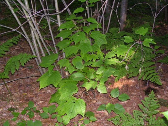 2011-08-13 007 (640x480).jpg