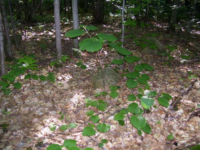 2011-08-13 023 (640x480).jpg