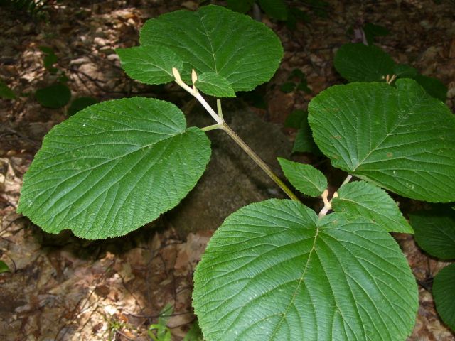 2011-08-13 024 (640x480).jpg