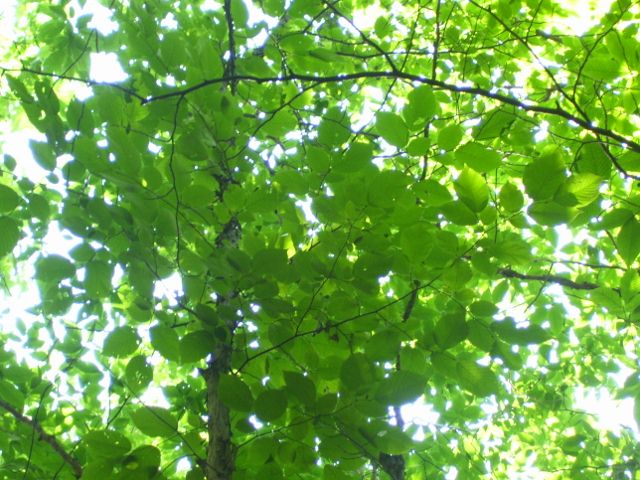 2011-08-13 030 (640x480).jpg