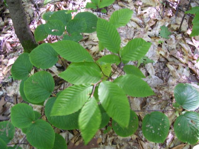 2011-08-13 032 (640x480).jpg
