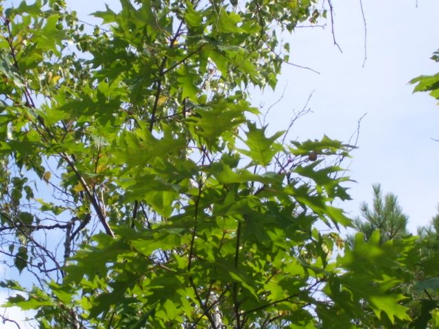 2011-08-13 051 (640x480).jpg