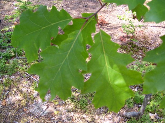 2011-08-13 058 (640x480).jpg