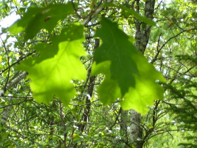 2011-08-13 056 (640x480).jpg