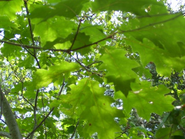 2011-08-13 057 (640x480).jpg