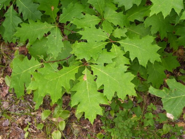 2011-08-13 074 (640x480).jpg