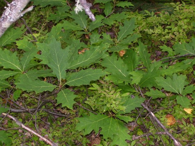 2011-08-13 072 (640x480).jpg