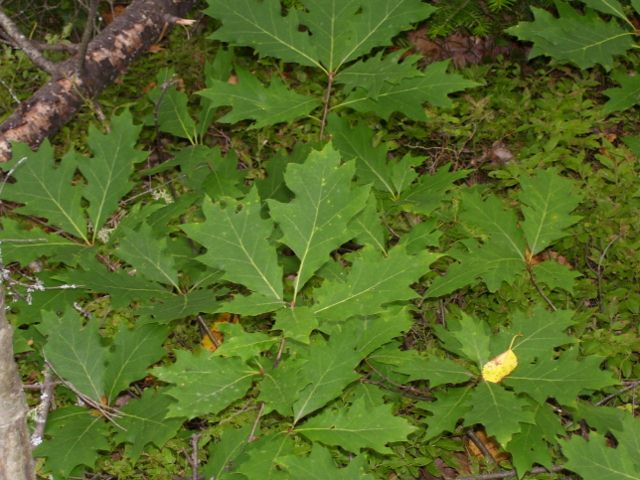 2011-08-13 071 (640x480).jpg