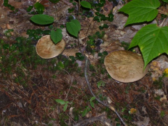 2011-08-13 015 (640x480).jpg
