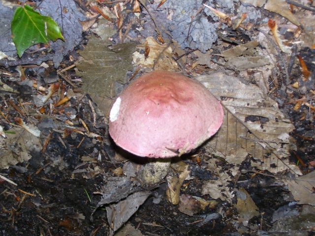 2011-08-13 034 (640x480).jpg