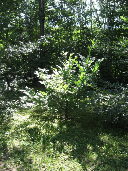 IMG_9512_2_1.JPG