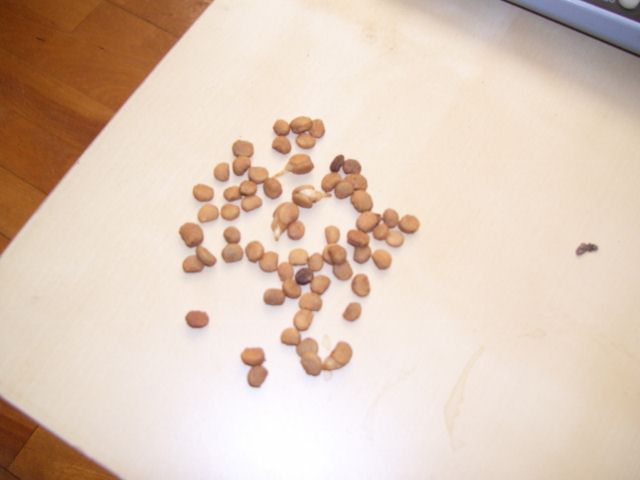 plantes 001 (640x480).jpg