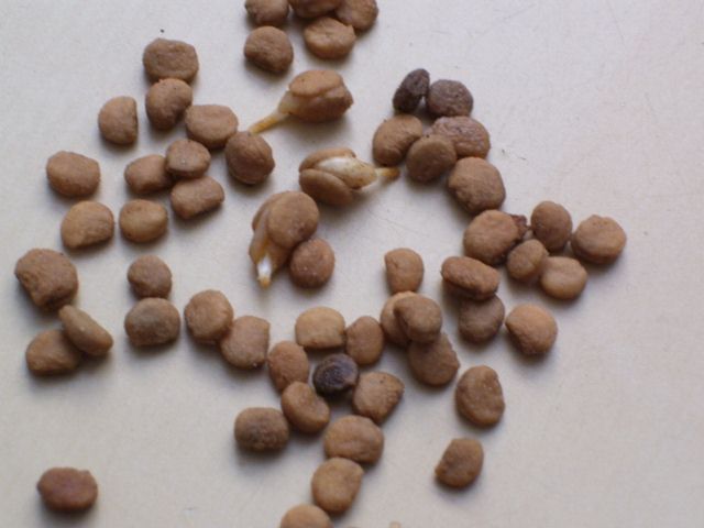 plantes 002 (640x480).jpg