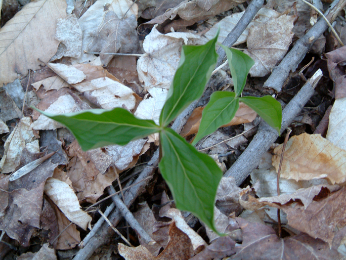 DSCF0021.jpg