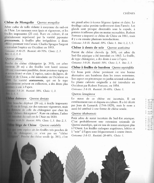 chêne de mongolie 001 (674x800) (539x640).jpg