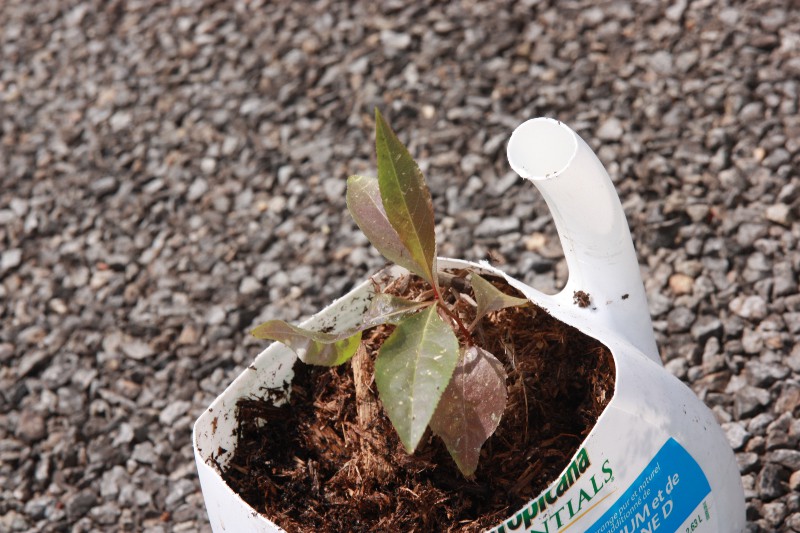 Prunus1.JPG