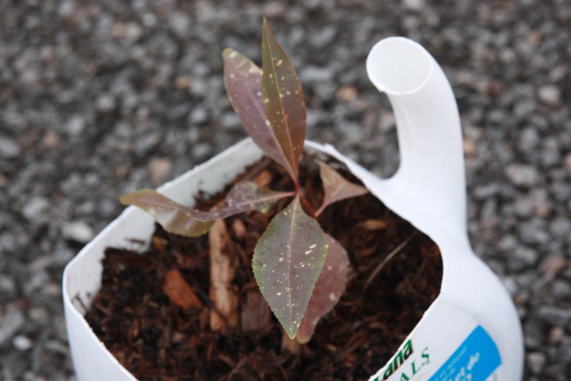 prunus2.JPG