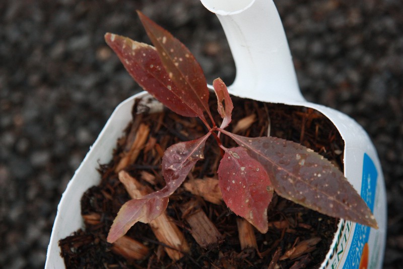 prunus5.JPG
