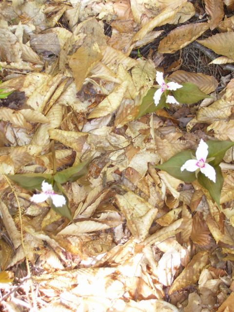 photo 2012 005 (480x640).jpg