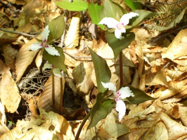 photo 2012 007 (640x480).jpg