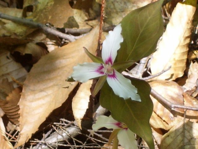 photo 2012 008 (640x480).jpg