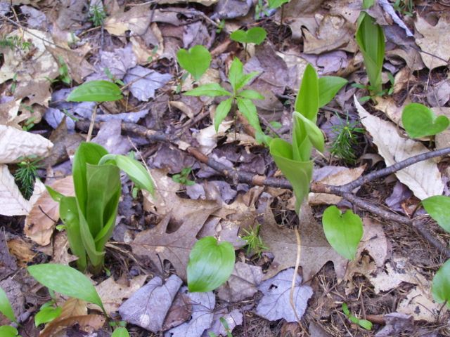 photo 2012 010 (640x480).jpg