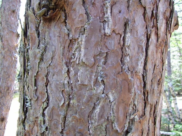 photo 2012 016 (640x480).jpg