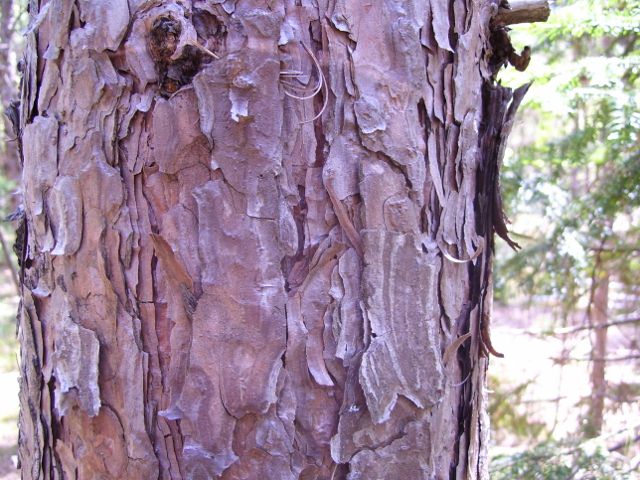 photo 2012 018 (640x480).jpg