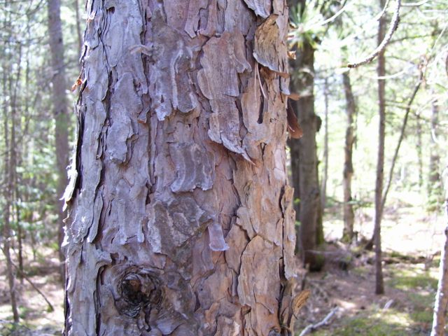 photo 2012 020 (640x480).jpg