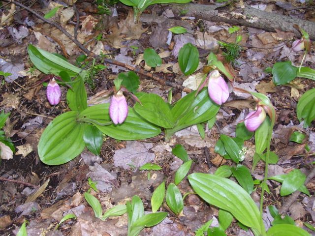 001 (640x480).jpg