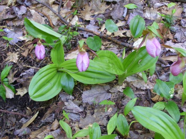 002 (640x480).jpg