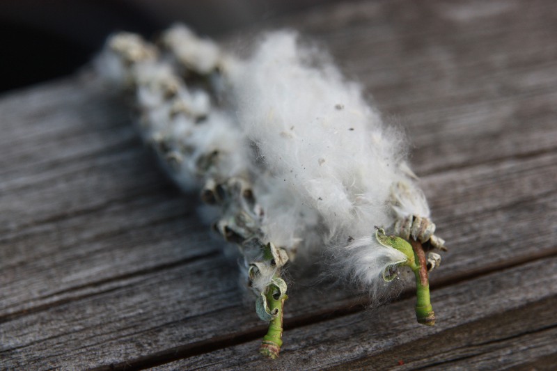 Populus deltoides1.JPG