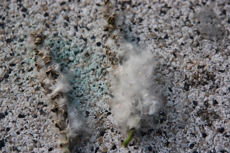 Populus deltoides2.JPG
