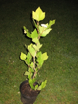 IMG_2594 (250x333).jpg