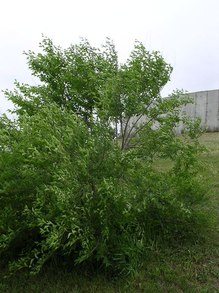 plante2.jpg
